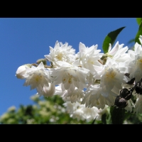 Deutzia scabra cv Candidissima (fam Saxifragacees) (6)